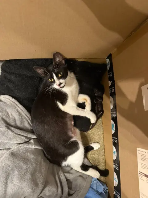 chatte lost    Cannes Styx