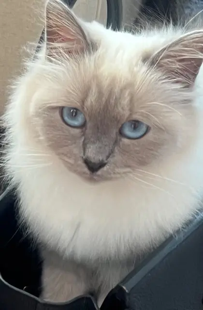 chatte lost    Antibes Timama