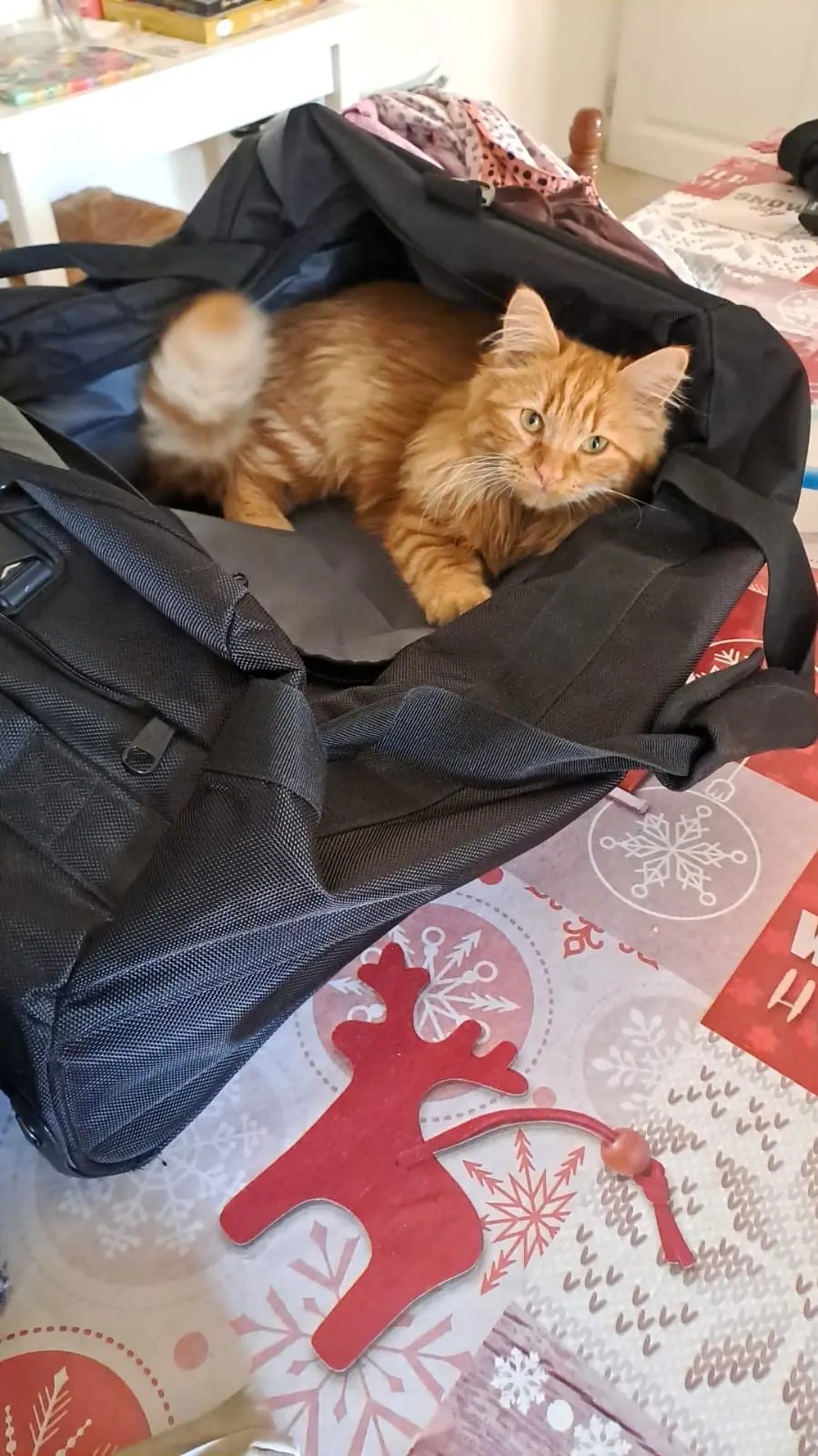 Chatte Perdue 06 Alpes-Maritimes - Toulouse Chatte Perdue 06 Alpes-Maritimes - Toulouse