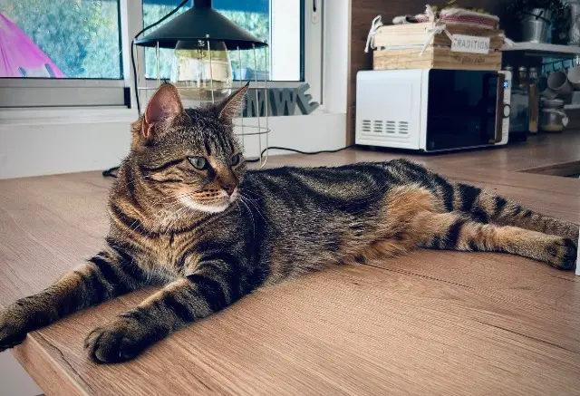 chatte lost   06410 Biot Ukulele