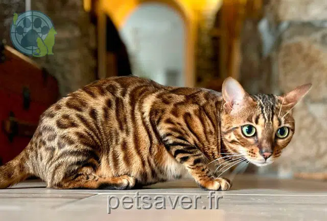 chatte lost Grasse Umi