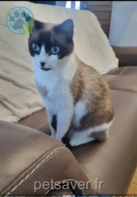 chatte lost 06270 Villeneuve-Loubet Vanille