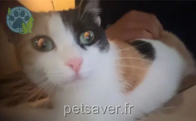 kat vermist 06190 Roquebrune-Cap-Martin Venus kat lost 06190 Roquebrune-Cap-Martin Venus