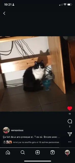 chatte lost   06140 Vence Voyou