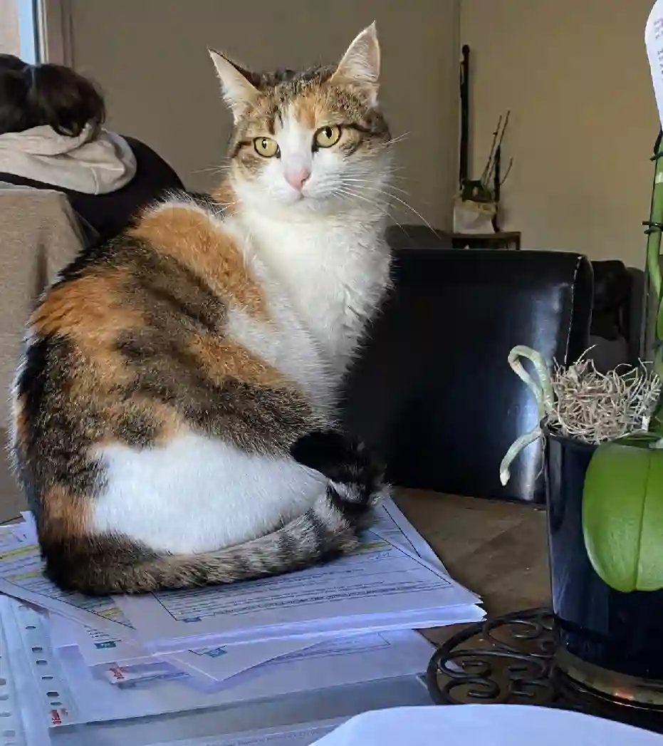 Chatte Perdue 06 Alpes-Maritimes - Wati Chatte Perdue 06 Alpes-Maritimes - Wati