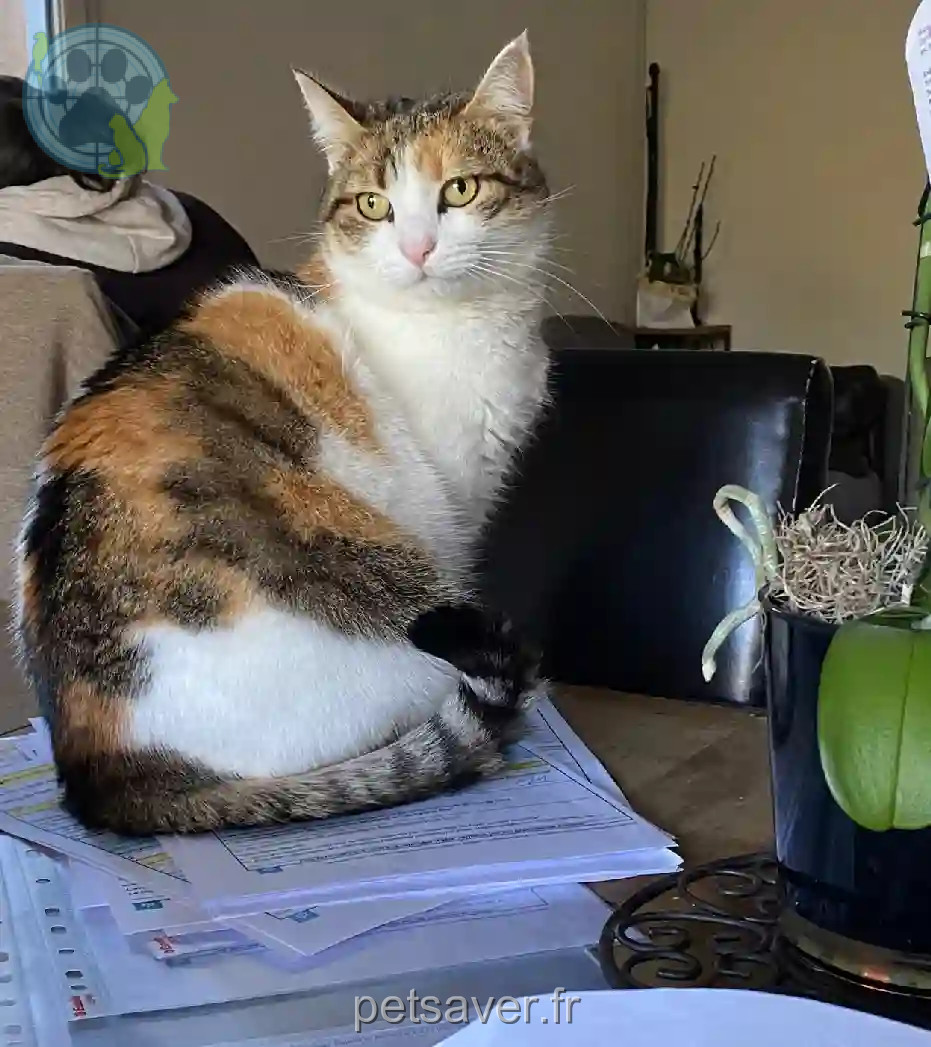 Chatte Perdue 06 Alpes-Maritimes - Wati Chatte Perdue 06 Alpes-Maritimes - Wati