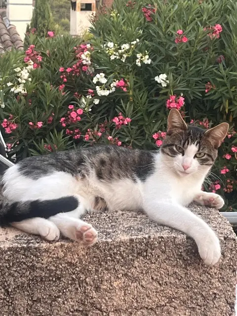 chatte lost   06210 Mandelieu-la-Napoule Willow