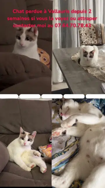 gatta lost   06220 Vallauris Winnie