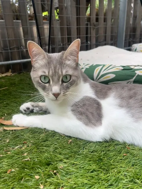 chatte lost   06250 Mougins Wizz
