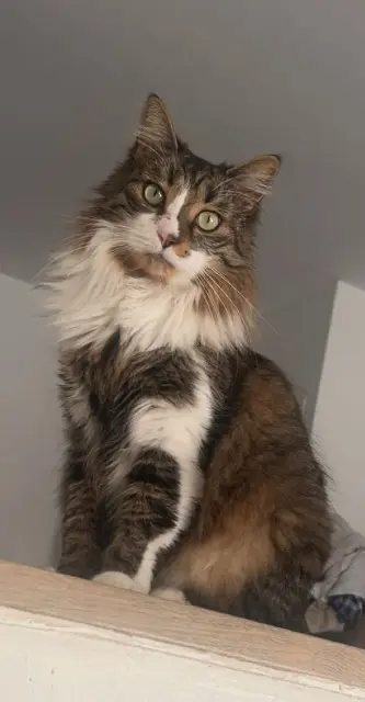 chatte lost   06730 Saint-André-de-la-Roche Youna
