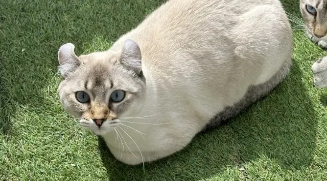 chatte lost   06510 Gattières Yuna