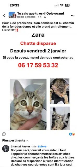 chatte lost   06650 Opio Zara