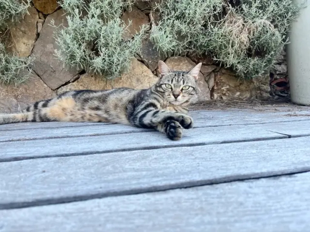 chatte lost   06220 Vallauris Zazou