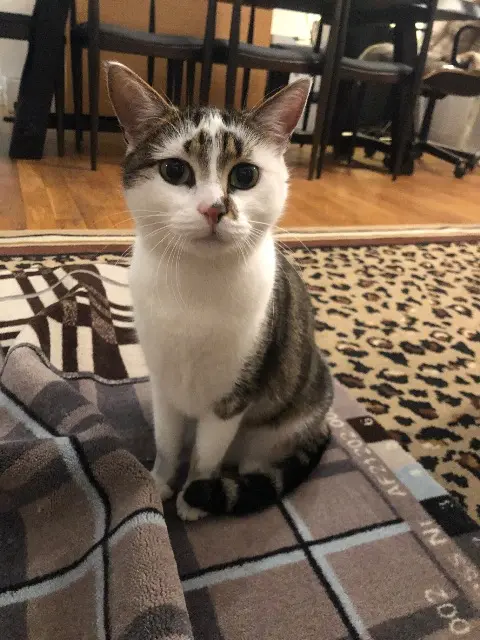 Katze lost   06800 Cagnes-sur-Mer Zita