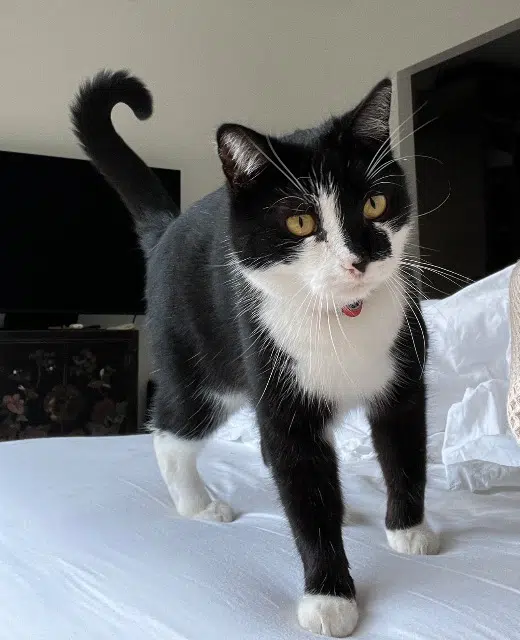 chatte lost    Канны Masik