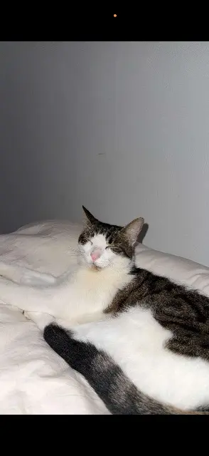 chatte lost   07120 Pradons Boubou