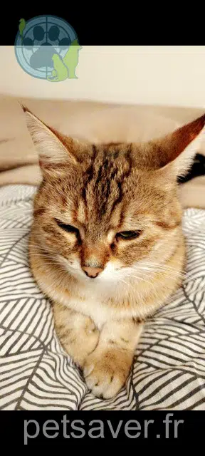 cat lost   07800 La Voulte-sur-Rhône Boulette
