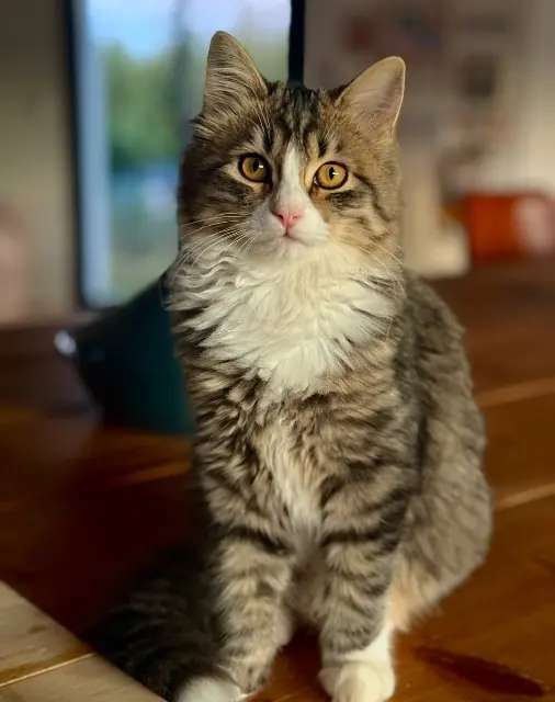 chatte lost   07140 Les Vans BUBBLE