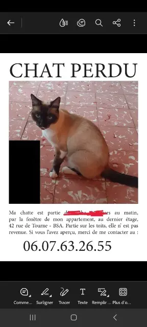 chatte lost   07700 Bourg-Saint-Andéol Chatie