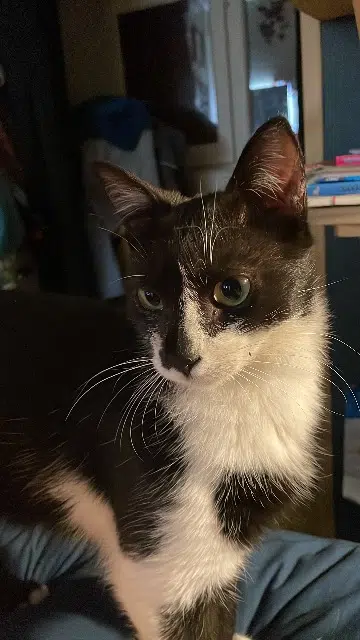 chatte lost   07290 Quintenas Chocolat