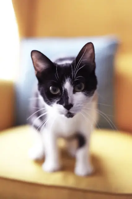 chatte lost   07300 Plats Comète (Meryl)