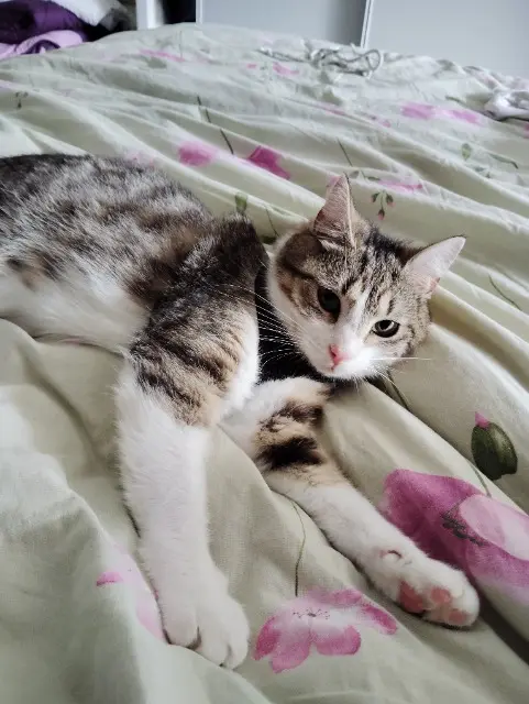 chatte lost   07300 Tournon-sur-Rhône Grigniette