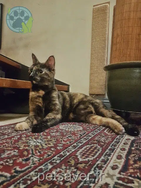 chatte lost   07190 Saint-Pierreville Icy