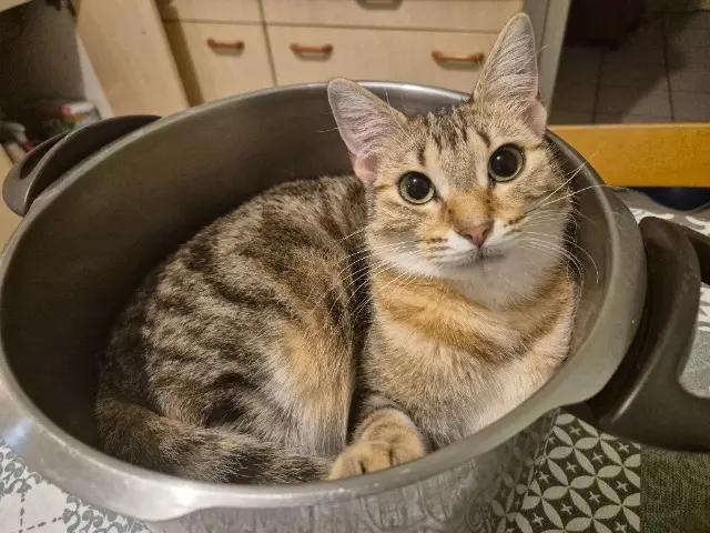 chatte lost   07300 Tournon-sur-Rhône Kiara