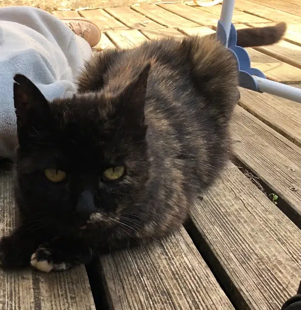 chatte lost   07240 Vernoux-en-Vivarais Loula