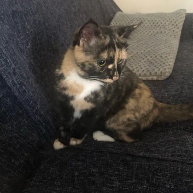 chatte lost   07200 Saint-Privat Manchita