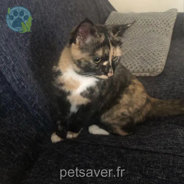 gata perdida 07200 Saint-Privat Manchita gata lost 07200 Saint-Privat Manchita