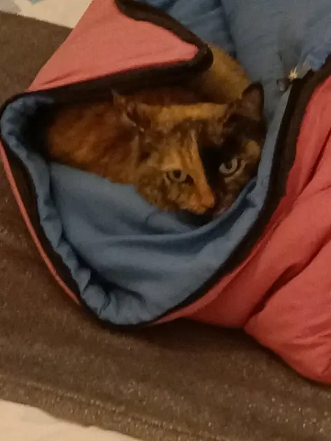chatte lost   07130 Soyons Mimi
