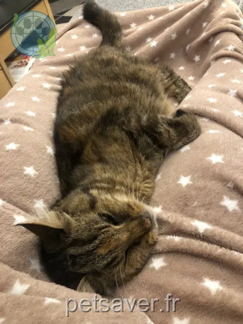 Minette