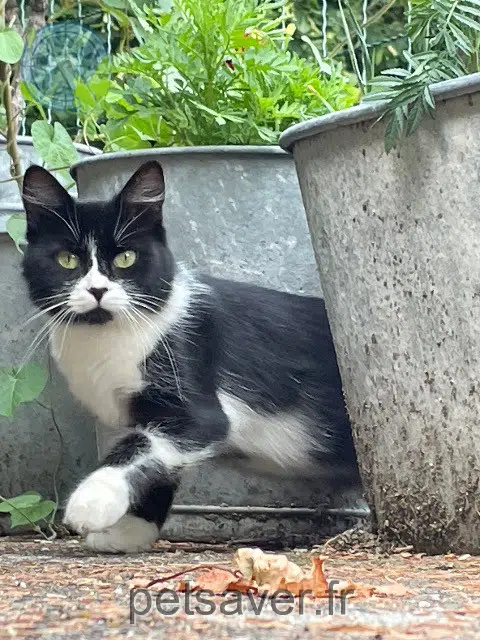 chatte lost 07260 Rosières Minette