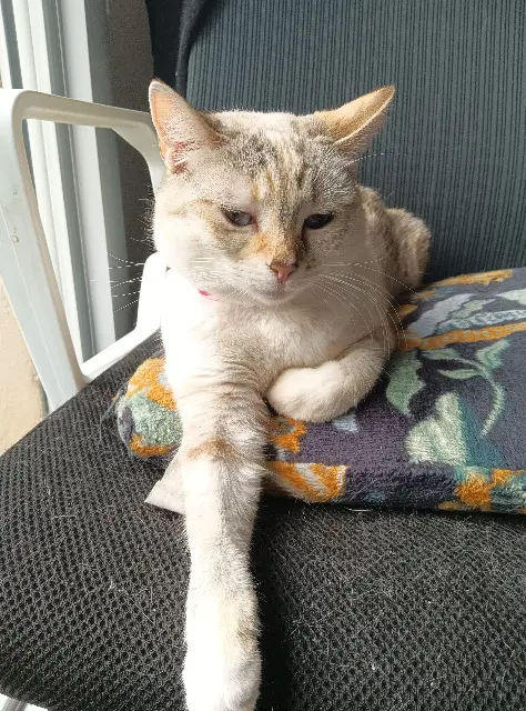 chatte lost   07260 Joyeuse neige