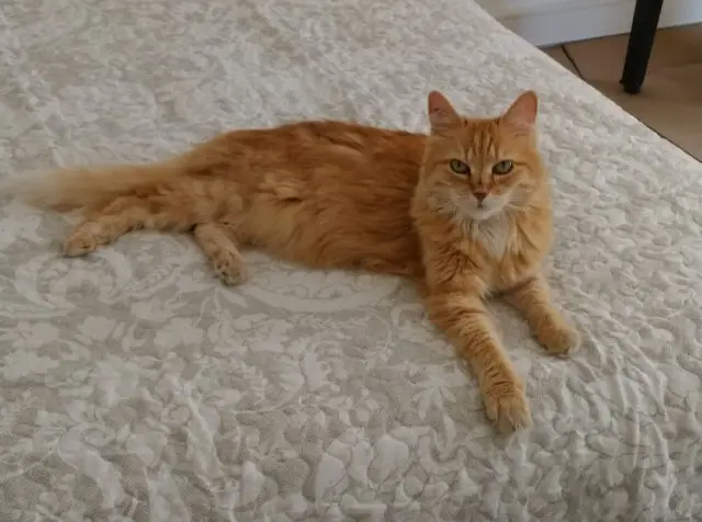 chatte lost   07110 Largentière NOUNETTE