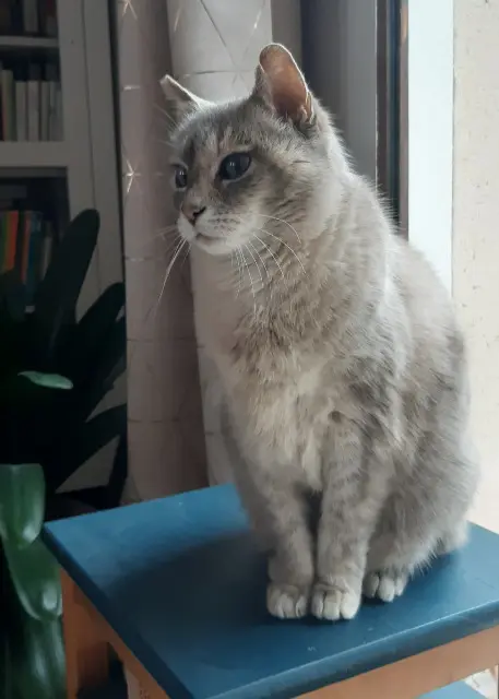 chatte perdue 07140 Les Salelles Plume chatte lost 07140 Les Salelles Plume