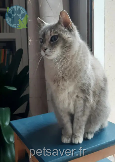 kat vermist 07140 Les Salelles Plume kat lost 07140 Les Salelles Plume