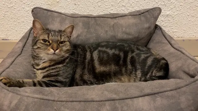 chatte lost   07100 Annonay Ruby