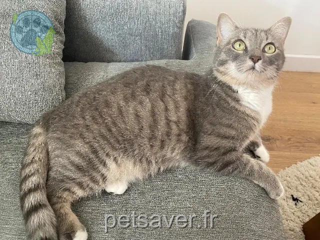 chatte perdue 07370 Sarras Ruby chatte lost 07370 Sarras Ruby