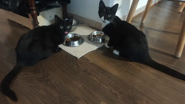 chatte lost   07140 Les Assions Sacha