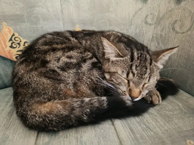 chatte lost   07200 Lachapelle-sous-Aubenas Selah