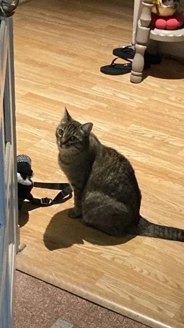 chatte lost   07200 Aubenas Sissi