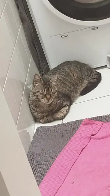 chatte lost   07130 Saint-Péray Titus