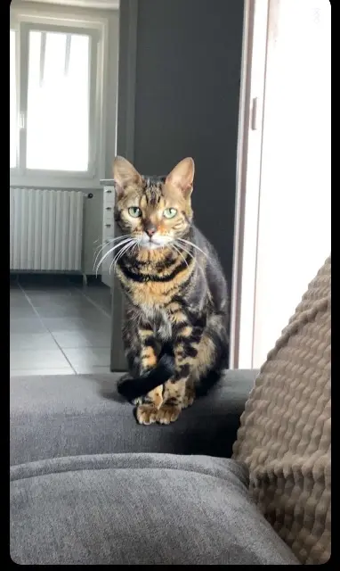 chatte lost   07100 Annonay Umy