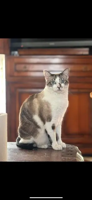 chatte lost   07300 Mauves Vanille