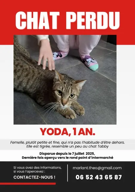 chatte lost   07000 Privas Yoda