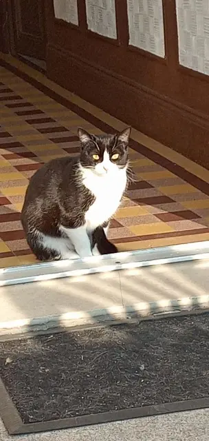 chatte lost   07700 Bourg-Saint-Andéol Yuki