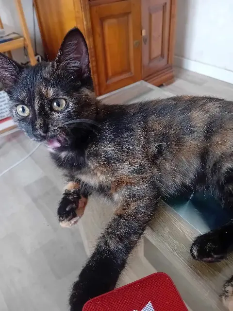 chatte lost   08440 Vivier-au-Court Chelsea