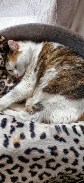 chatte lost   08000 Villers-Semeuse Chloé